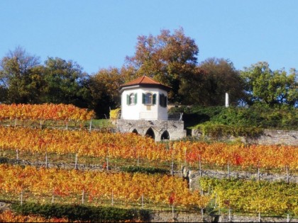 Фото: Weinbau Pavillon